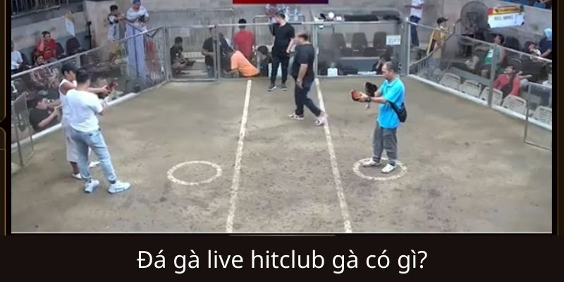 Đá gà Live Hitclub có gì mà thu hút?